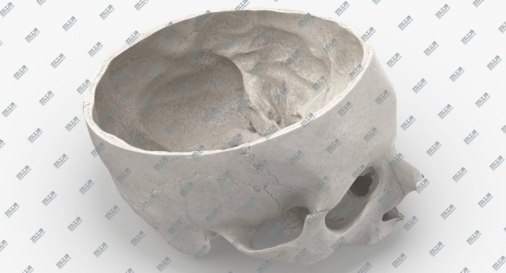 images/goods_img/202104092/Real Human Skull Cranial 02 Cut White model/3.jpg